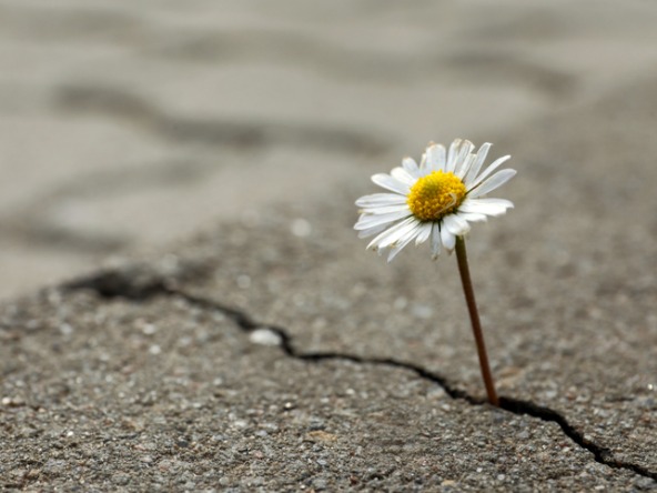 Flower growing from crack in the road