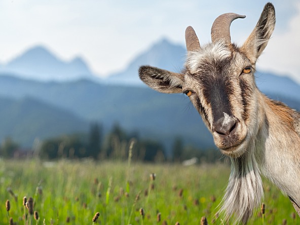 Goat_crop